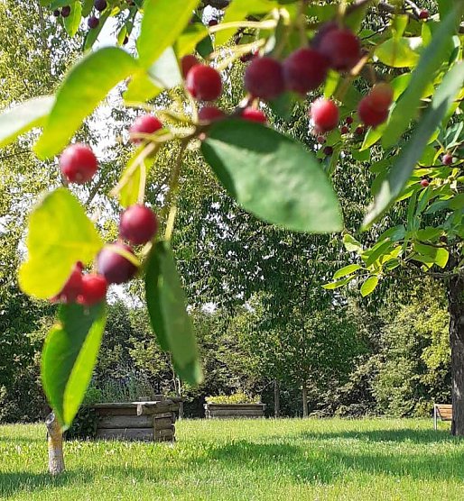 ...auch in diesem Jahr (Foto: HOC)