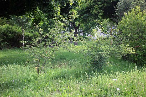Felsenbirne, die verkannte bzw. vergessene Frucht (Foto: Karl-Heinz Herrmann)