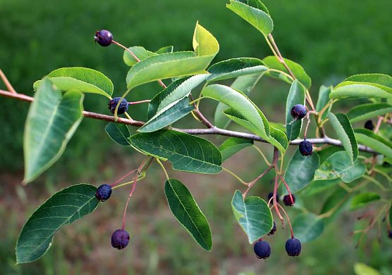 Felsenbirne, die verkannte bzw. vergessene Frucht (Foto: Karl-Heinz Herrmann)