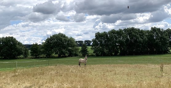 Windl&uuml;cke  (Foto: oas)