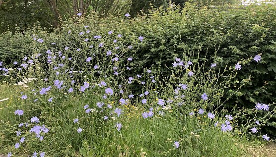 Blumenwiese (Foto: oas) Blumenwiese (Foto: oas)