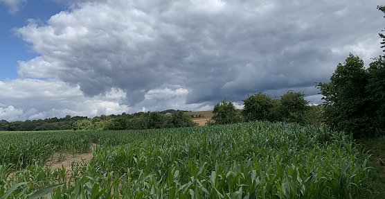 Maisfeld bei Nordhausen (Foto: oas) Maisfeld bei Nordhausen (Foto: oas)