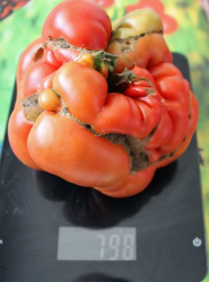 Etwas au&szlig;er Form geraten (Foto: Karl-Heinz Herrmann)