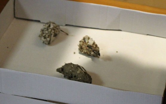 Uhus f&uuml;r das Schlossmuseum (Foto: Karl-Heinz Herrmann)