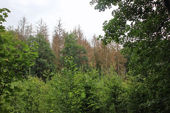 Neues aus der Hainleite (Foto: Karl-Heinz Herrmann)