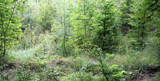 Neues aus der Hainleite (Foto: Karl-Heinz Herrmann)