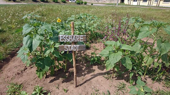 G&auml;rtnern und Ernten f&uuml;r alle! (Foto: Judith Blinzler & Katrin Sieber)