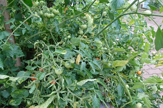 Es bl&uuml;ht im Wohngebiet! (Foto: HOC)