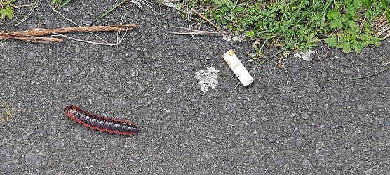 Wer kennt das Tier? (Foto: Karl-Heinz Herrmann)