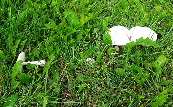 Dies und das aus Sondershausen (Foto: Karl-Heinz Herrmann)