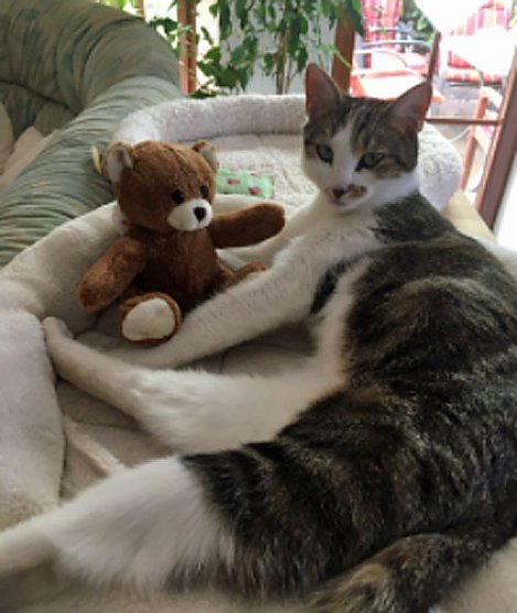 Vermisste Katze wieder zu Hause (Foto: privat)