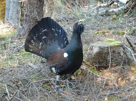 Kann der Auerhahn in Th&uuml;ringen wieder heimische werden? (Foto: Sebastian Hey)