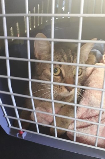 Wer vermisst seine Katze? (Foto: Mathias Esches)