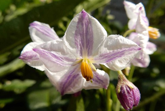 Prachtvolle Bl&uuml;ten der Pepino (Foto: A.Zeidler)