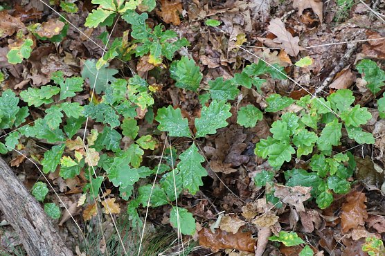 Heimische Eichen (Foto: Thomas Deilman)