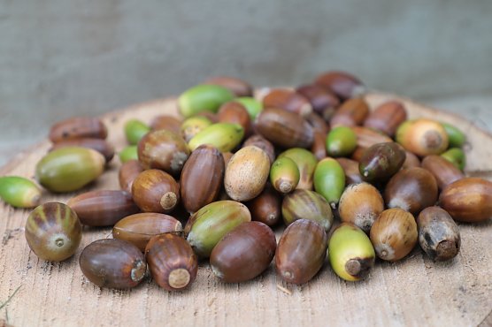 Eicheln aus heimischen W&auml;ldern (Foto: Thomas Deilman)
