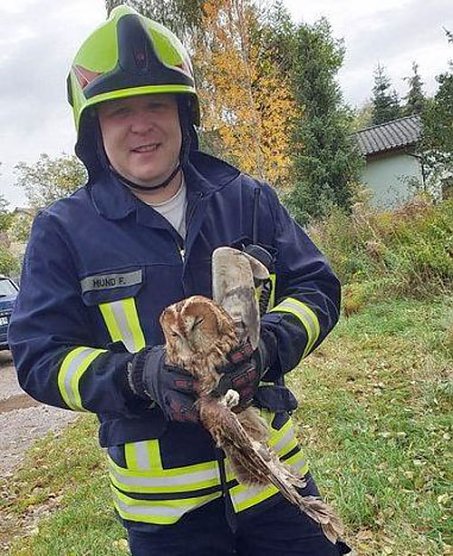 Junger Kauz in misslicher Lage (Foto: Silvio Dietzel)