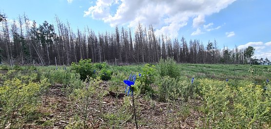 Fichtenstarben im Alten Stolberg (Foto: nnz)