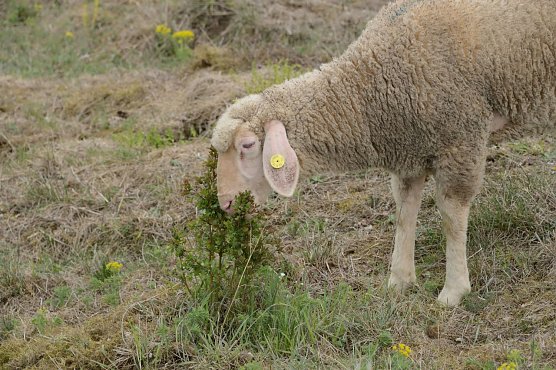 Der Landschaftspflegeverband sucht tierische Landschaftspfleger (Foto: Landschaftspflegeverband S&uuml;dharz/Kyffh&auml;user)