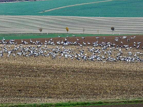 Baustelle und Kraniche (Foto: Monique Schwabe)