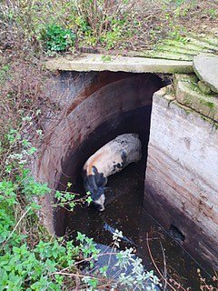 5.000 Euro Belohnung ausgesetzt (Foto: Landespolizeiinspektion Nordhausen)