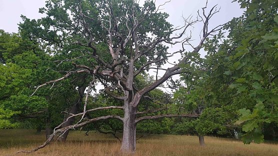 Baumverluste durch Trockenheit in historischen G&auml;rten (Foto: Stiftung Th&uuml;ringer Schl&ouml;sser und G&auml;rten)