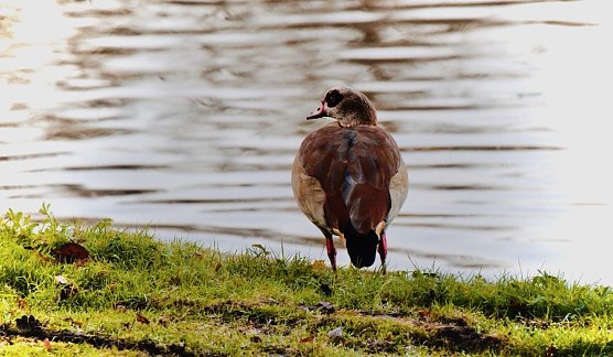 Nilgans am Parkteich - Schloss Sondershausen (Foto: emw)