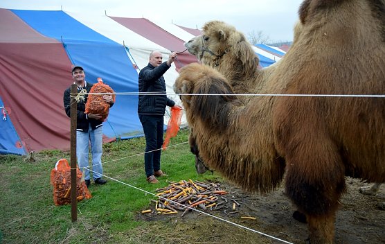Steffen Grimm bringt Futter für die Zirkustiere (Foto: Stadtverwaltung Sondershausen) Steffen Grimm bringt Futter für die Zirkustiere (Foto: Stadtverwaltung Sondershausen)