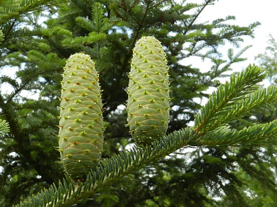 Die stehenden Zapfen einer Wei&szlig;tanne: Die Zapfen zerfallen am Ast bis zur Spindel und geben den leichten Samen aus gro&szlig;er H&ouml;he f&uuml;r den Windtransport frei.  (Foto: Karina Kahlert)