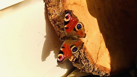 Überlebenskünstler im Dezember (Foto: Ilse Rosemarie Möller) Überlebenskünstler im Dezember (Foto: Ilse Rosemarie Möller)