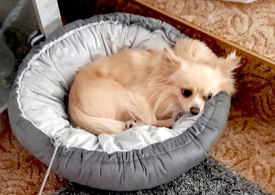 Calvin Klein beim beobachten der Spieluhren mit dem Lied Stille Nacht (Foto: Simone Klein)