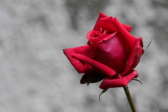 Momentaufnahme im Advent (Foto: C. Wiesemann)