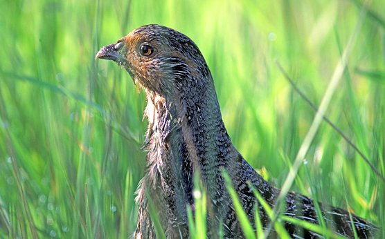 Das Rebhuhn steht auch auf der kritisierten Liste (Foto: Erhard Nerger)