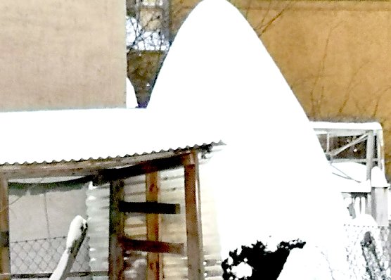 Zuckerhut-Fichte (Foto: T. Leipold aus Sondershausen)