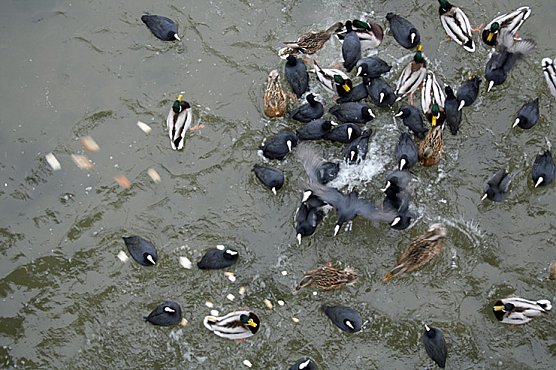 Entenf&uuml;tterung (Foto: Hans-J&uuml;rgen Schmidt)