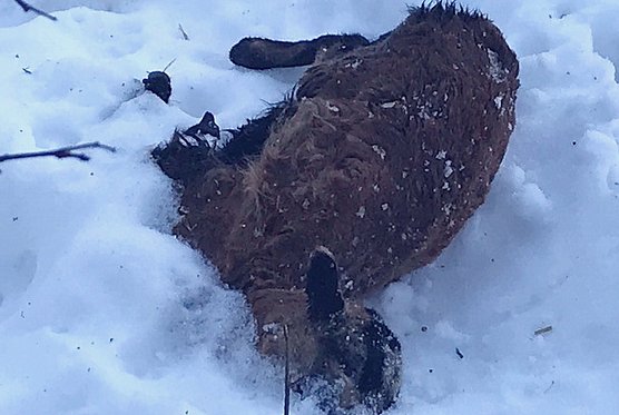 Verendetes Lamm (Foto: privat)