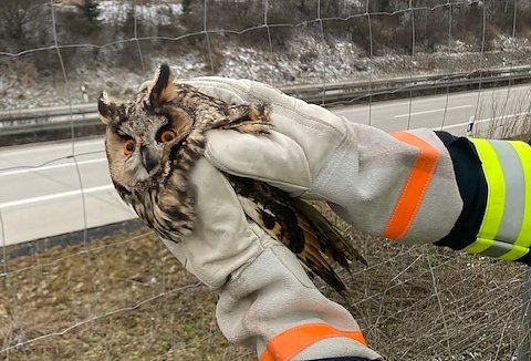 Eule gerettet (Foto: Feuerwehr Heiligenstadt)