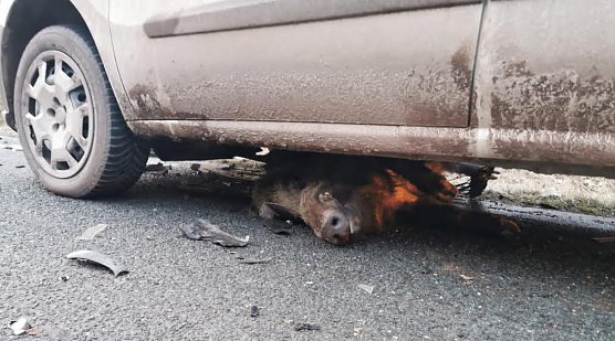 Wildunfall (Foto: S.Dietzel) Wildunfall (Foto: S.Dietzel)