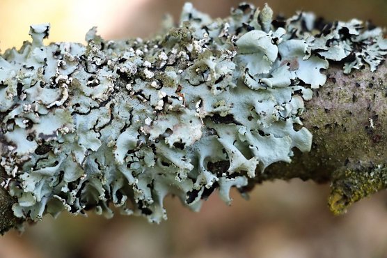 Afrikanische Grausch&uuml;sselflechte (Foto: Th&uuml;ringen Forst)