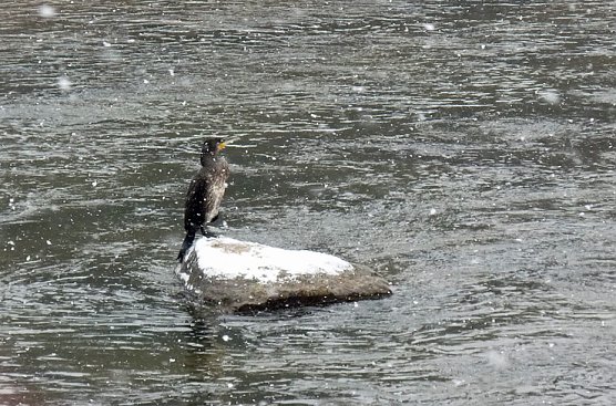 Beobachtungsposten f&uuml;r Enten? (Foto: Karl-Heinz Herrmann)