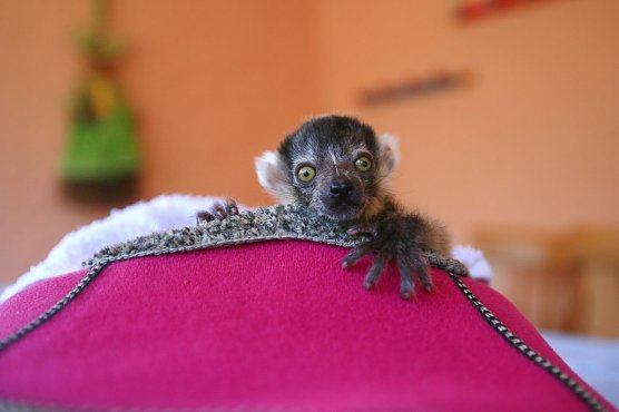 Lemuren-Baby Floyd musste ums &uuml;berleben k&auml;mpfen, schl&auml;gt sich aber wacker (Foto: Silvio Dietzel)