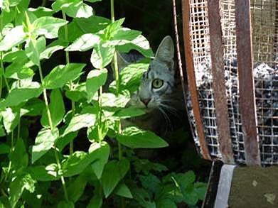 Stra&szlig;enkatzen sind scheu und leben im Verborgenen (Foto:  Deutscher Tierschutzbund e.V. / Ehrhardt)