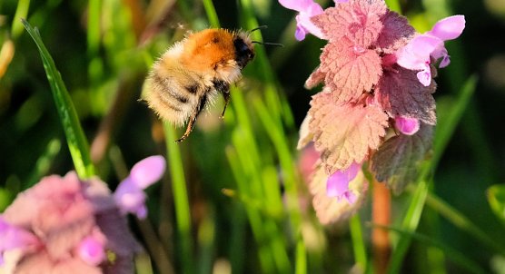 Hummel im Anflug (Foto: P.Blei)