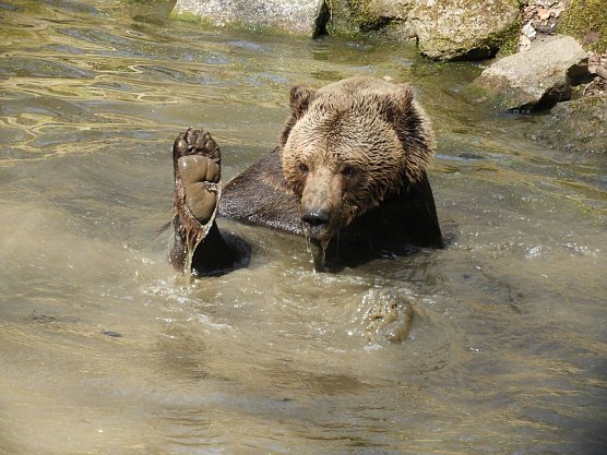 Frühlingserwachen im Bärenpark Worbis (Foto: Bärenpark Worbis) Frühlingserwachen im Bärenpark Worbis (Foto: Bärenpark Worbis)