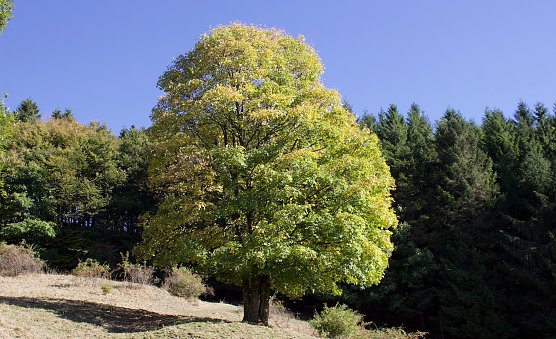 Klimaziele f&uuml;r eine gesunde Natur (Foto: Archiv-emw)
