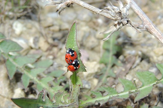 Steht wieder im Fokus: der Marienk&auml;fer (Foto: Ronald Bellstedt)
