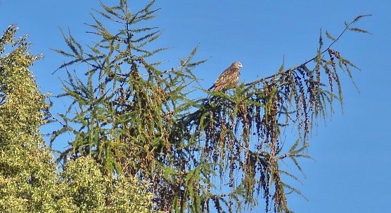 Blick aus dem K&uuml;chenfenster (Foto: Hans Ternes, Bleicherode  )