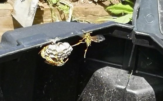Wespennest im Komposter (Foto: Leipold aus Sondershausen)