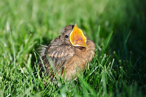 Junge bettelnde Amsel (Foto: Nadine Bettinghausen) Junge bettelnde Amsel (Foto: Nadine Bettinghausen)