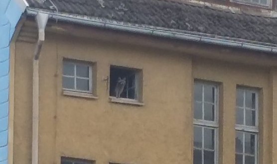 Waschbär in der ehemaligen Schürzenfabrik (Foto: P. Steiner) Waschbär in der ehemaligen Schürzenfabrik (Foto: P. Steiner)